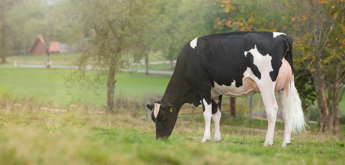 Holstein Kuh auf Wiese