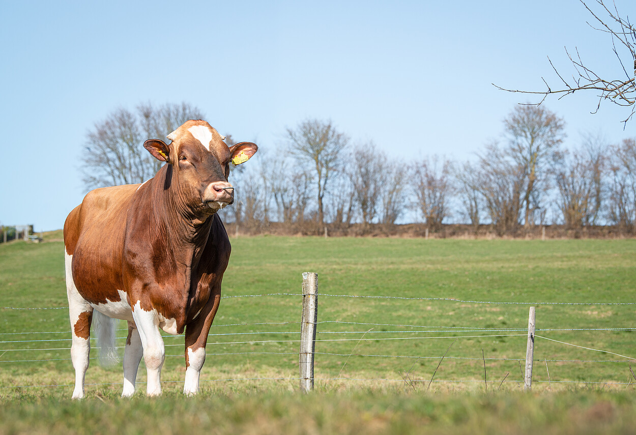 Red Holstein Stier am Weiden