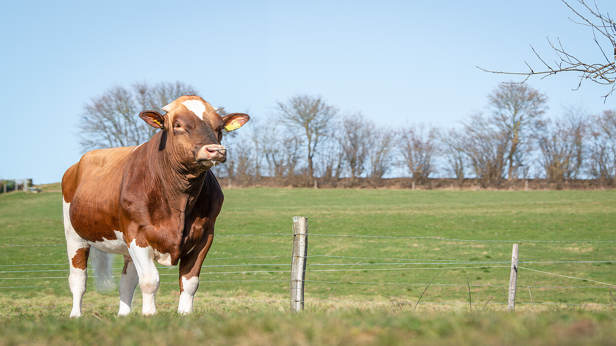 Red Holstein Stier am Weiden