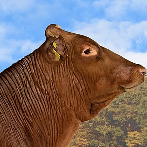 NAOKI