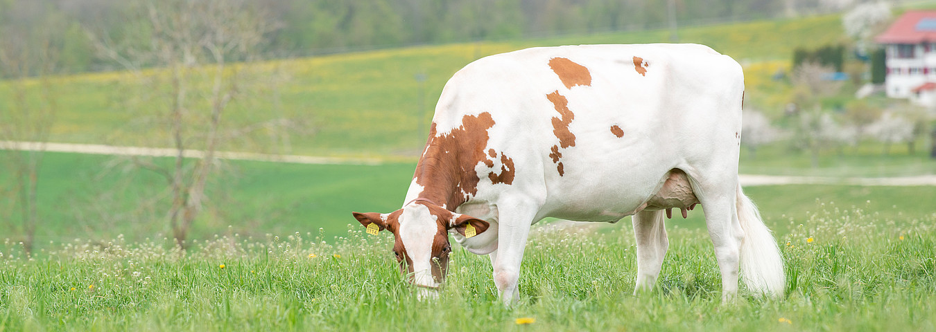 [Translate to Französisch:] Red Holstein Kuh auf Wiese