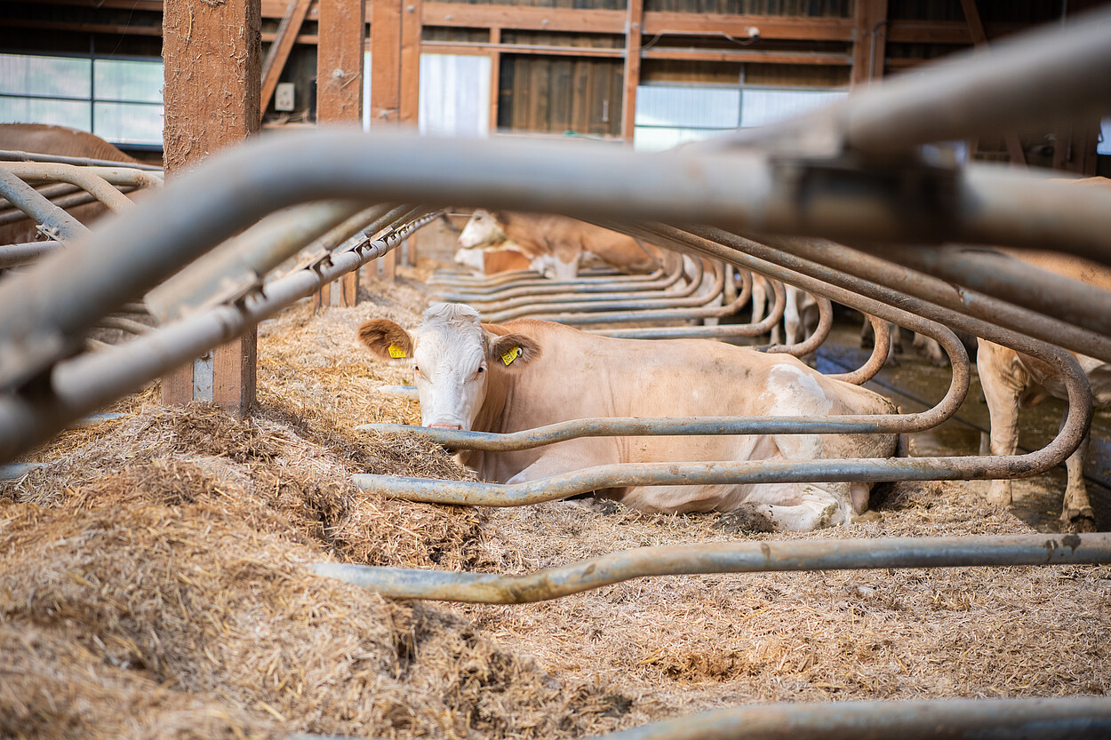 [Translate to Französisch:] Simmentaler Kuh in Liegeboxen