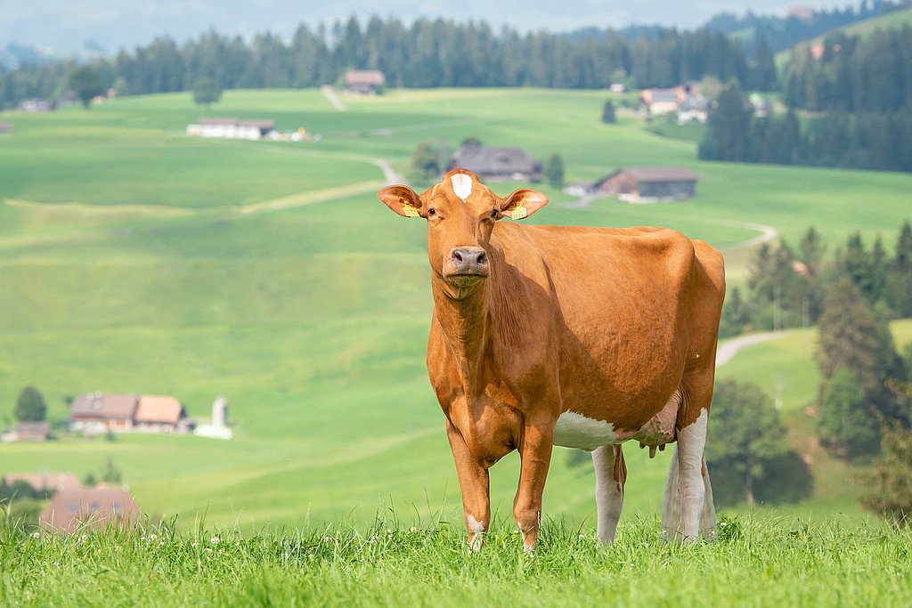 Swiss Fleckvieh Kuh auf Weide