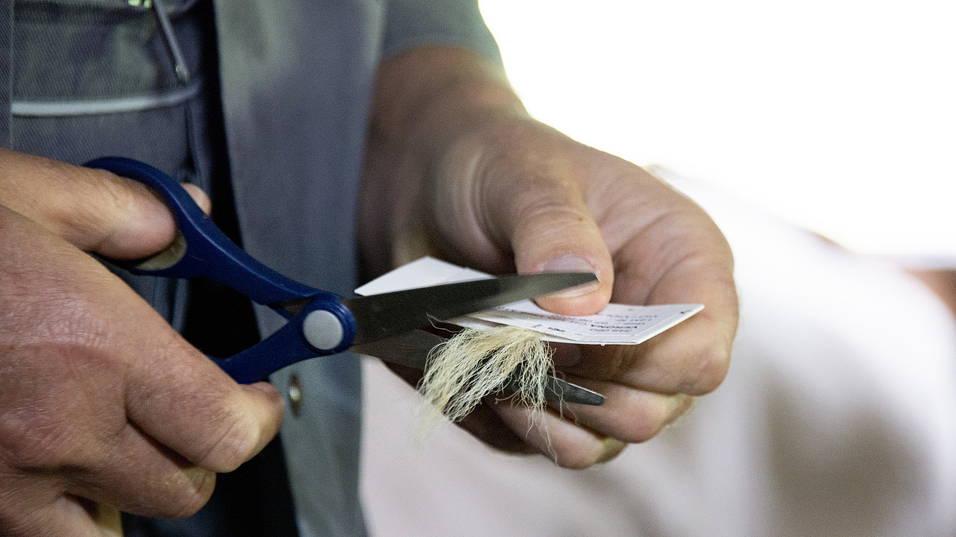 Mann der eine "Hair-Collector-Card" benutzt