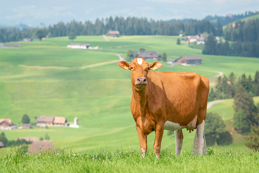 [Translate to Französisch:] Swiss Fleckvieh Kuh auf Weide