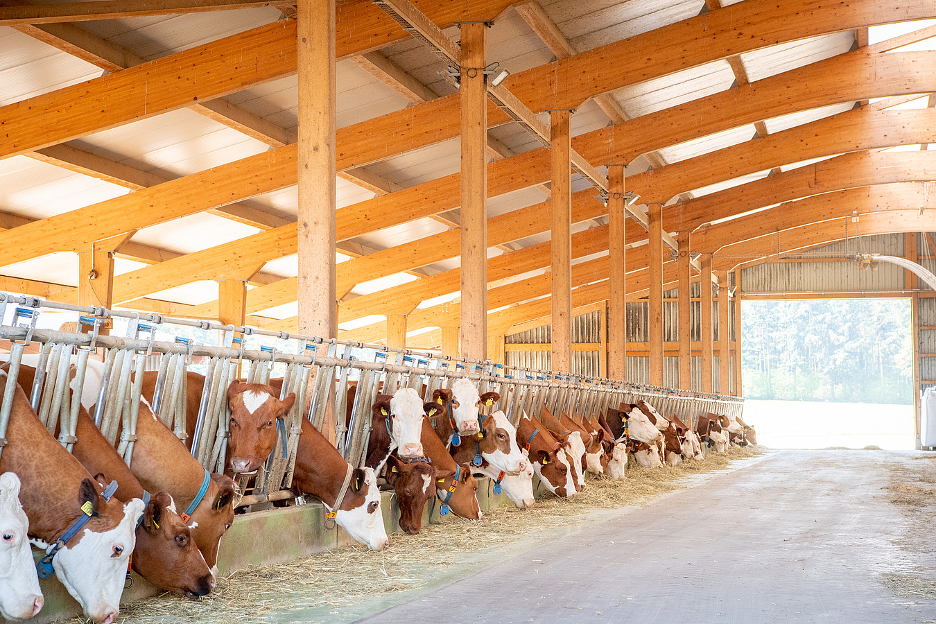 Swiss Fleckvieh Kühe am Fressgitter