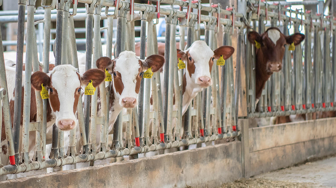 [Translate to Französisch:] Red Holstein Kälber am Fressgitter