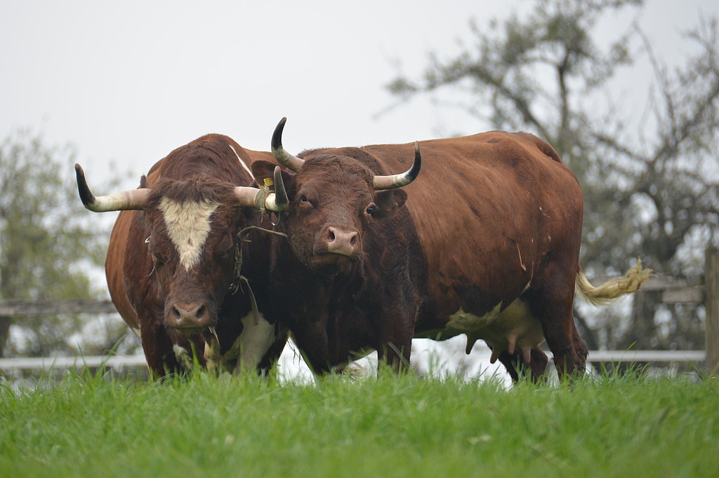 Zwei Evolèner Kühe auf Weide