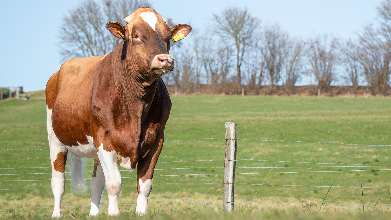 [Translate to Französisch:] Red Holstein Stier am Weiden