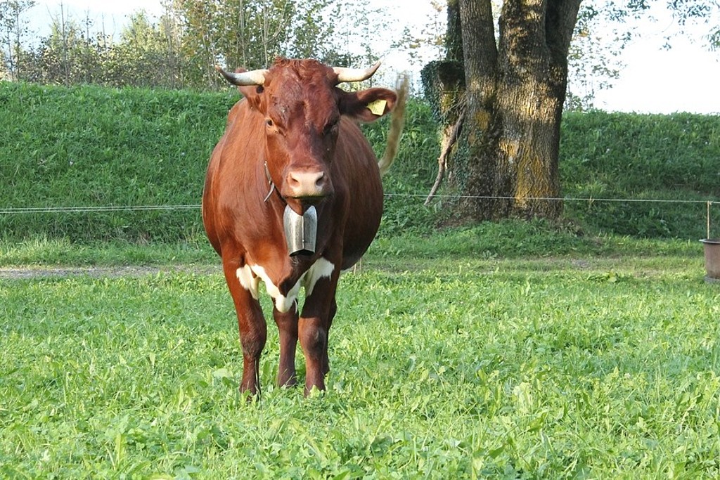 Pinzgauer Kuh auf Weide