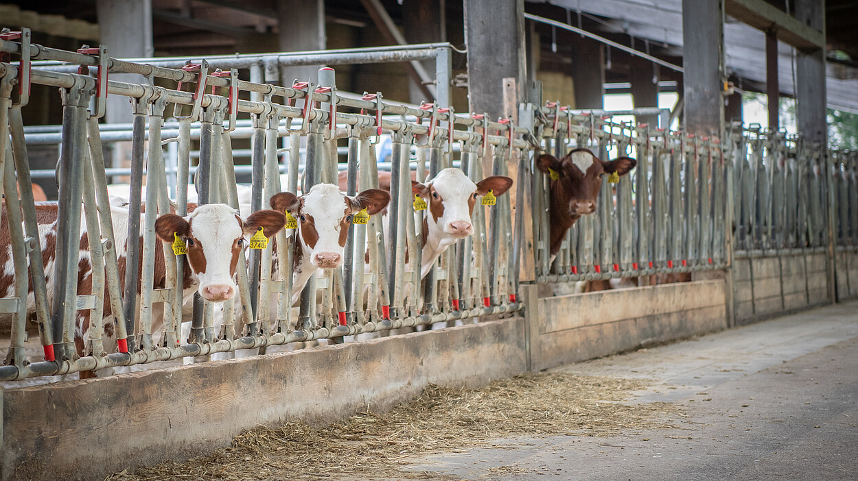 [Translate to Französisch:] Red Holstein Kälber am Fressgitter