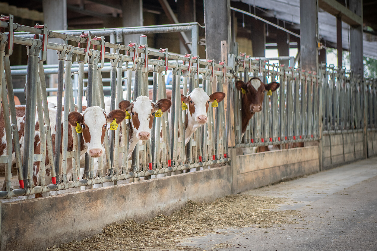 [Translate to Französisch:] Red Holstein Kälber am Fressgitter