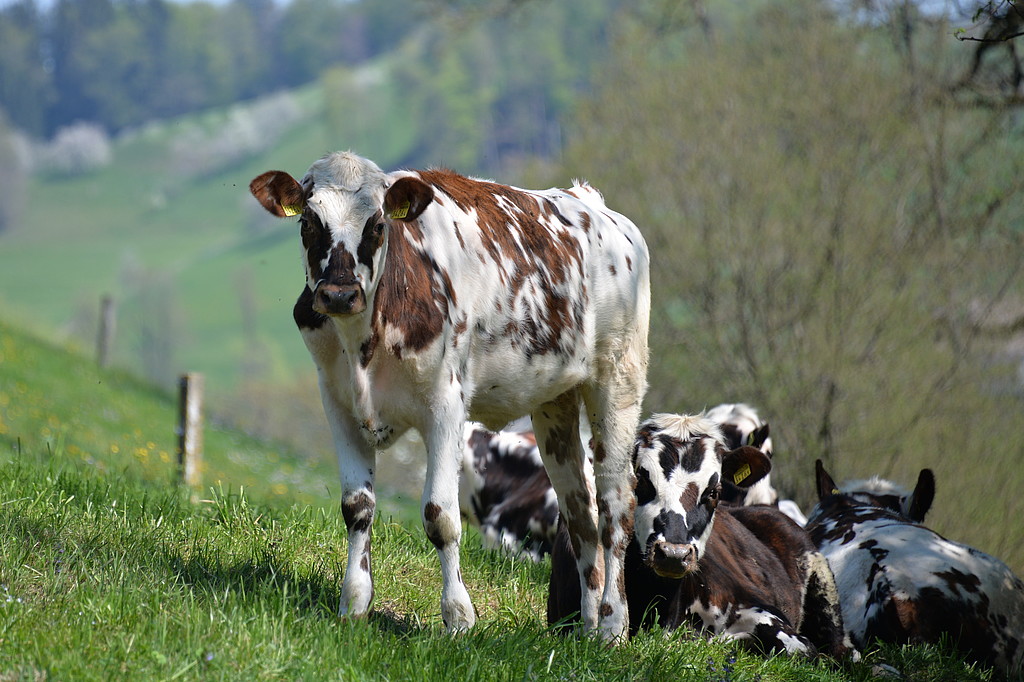 [Translate to Französisch:] Normande Rinder in einer Hofstatt