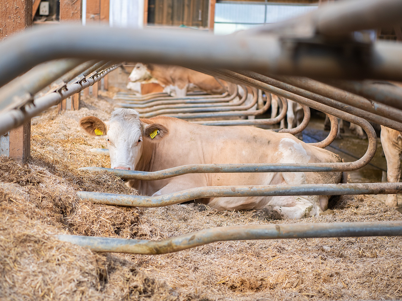 [Translate to Französisch:] Simmentaler Kuh in Liegeboxen