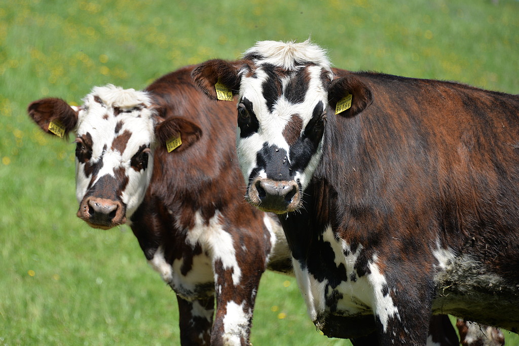 [Translate to Französisch:] Zwei Normande Rinder auf einer Wiese